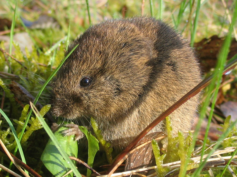 Wühlmausbekämpfung Wertingen